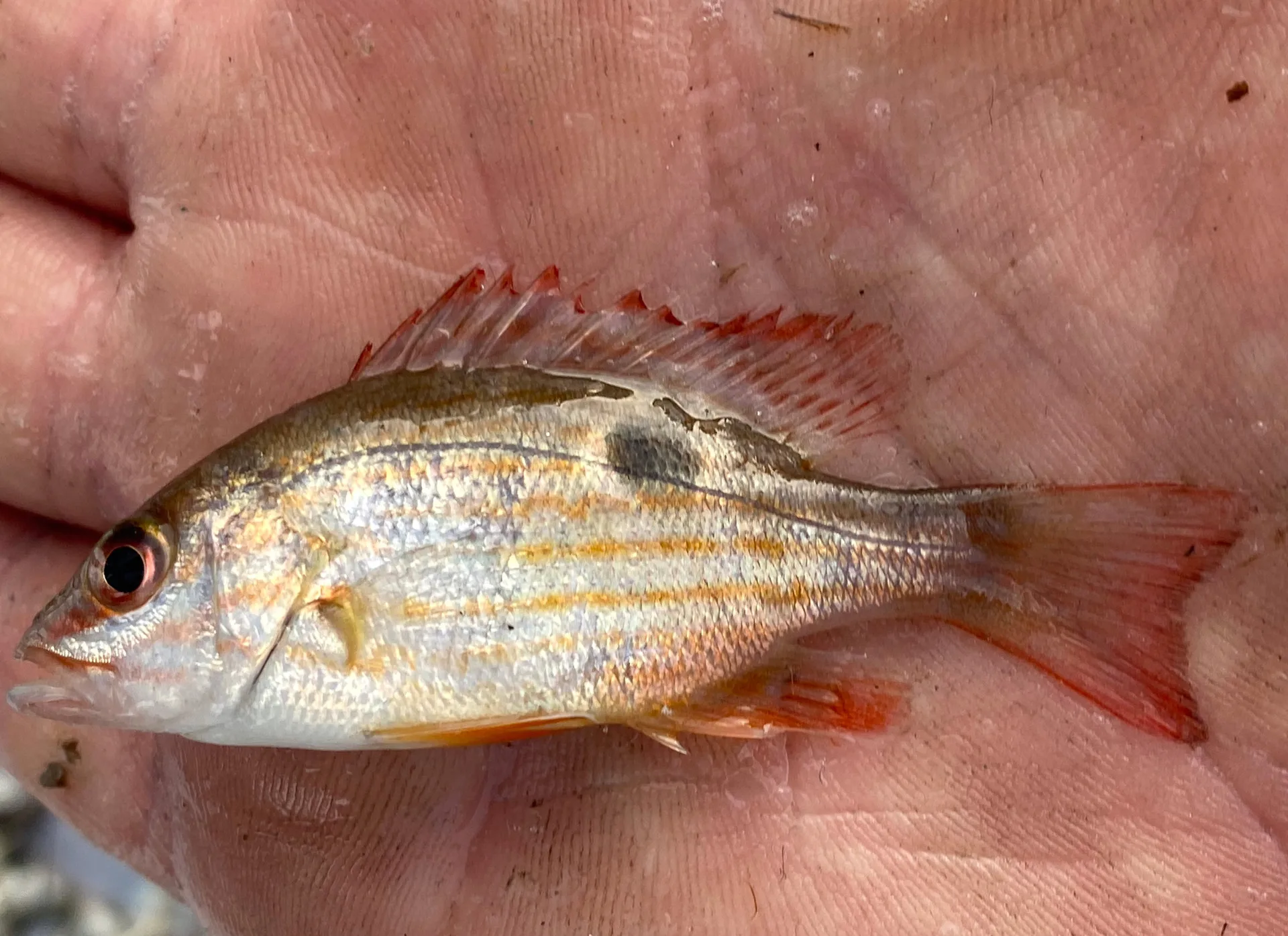 Lane Snapper Juv
