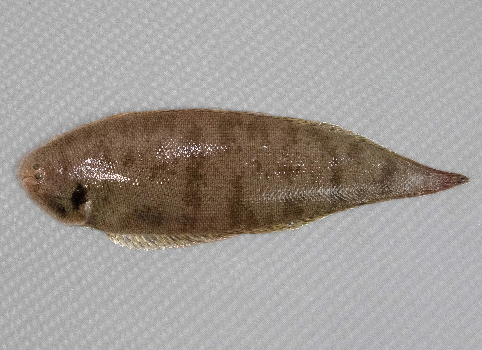 Blackcheek Tonguefish