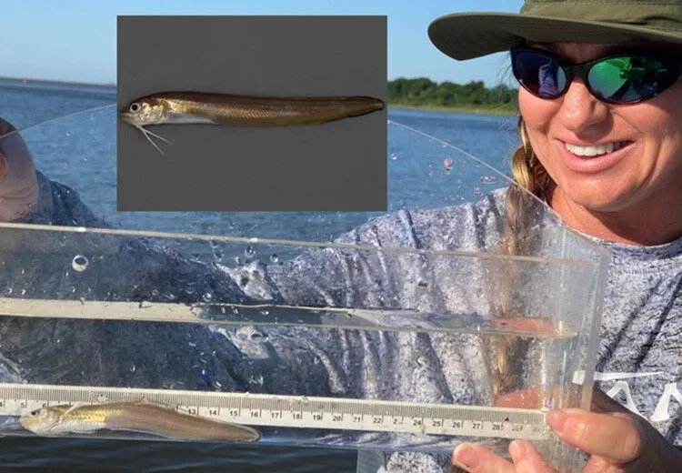 A volunteer shows off a recently caught striped cusk-eel. Note the insert picture that shows the fish's unique pelvic fins.