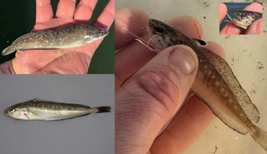 A series of images showing a spotted hake