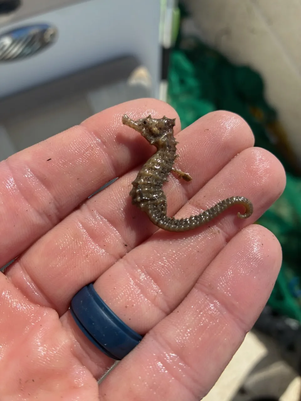 A lined seahorse caught in Doboy Sound.