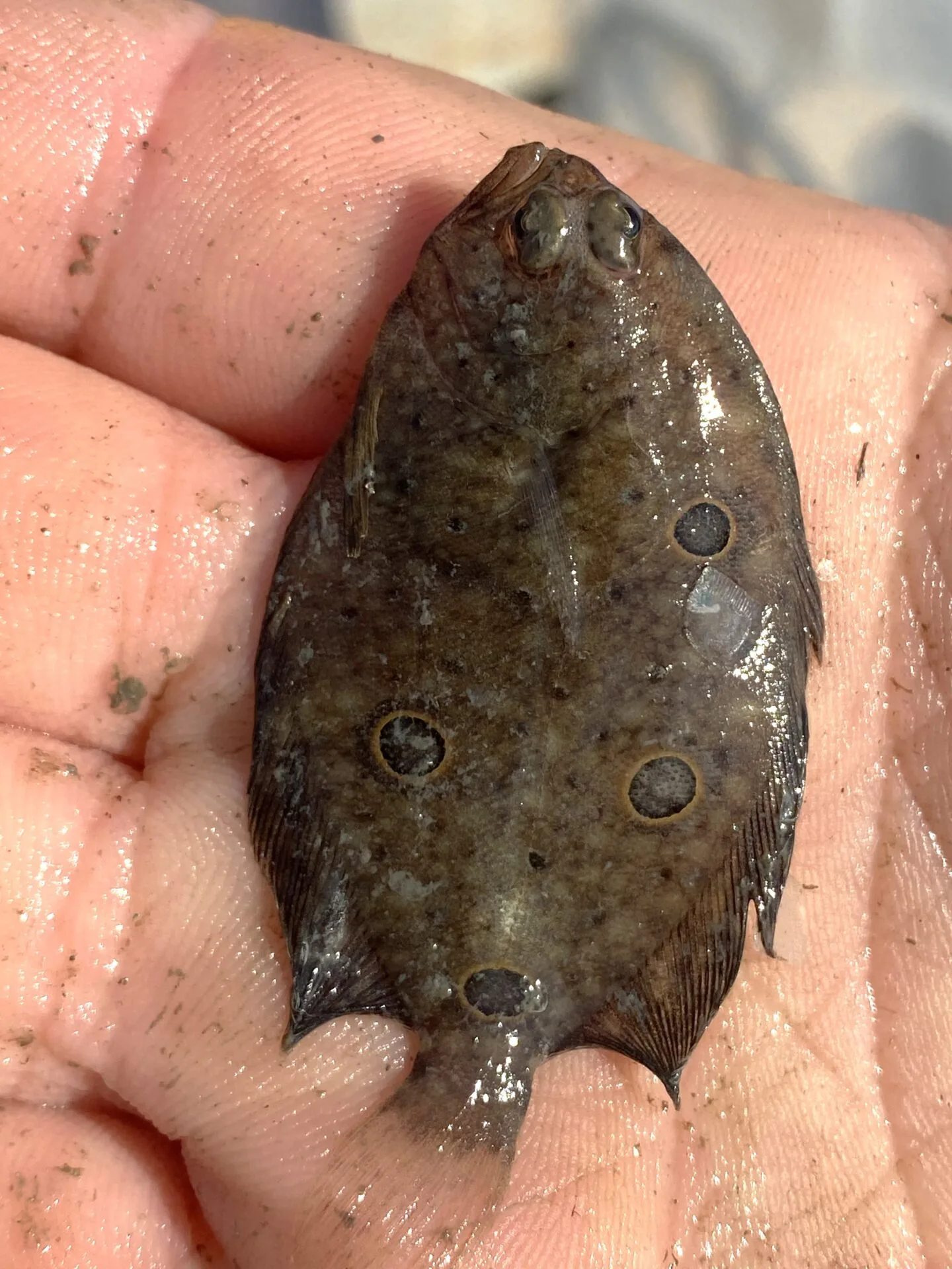 An ocellated flounder caught in Sapelo Sound during an EFMC trawl.