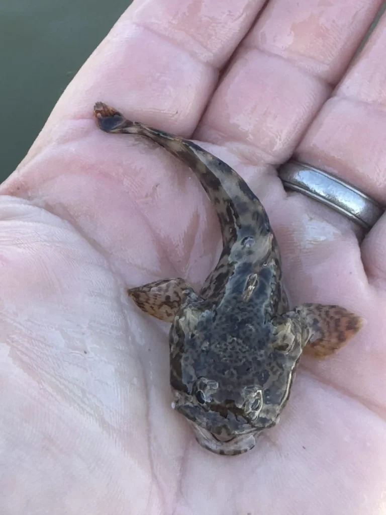 A small oyster toadfish (approximately 2 inches long) lies slightly curved within the palm of an adult's hand.