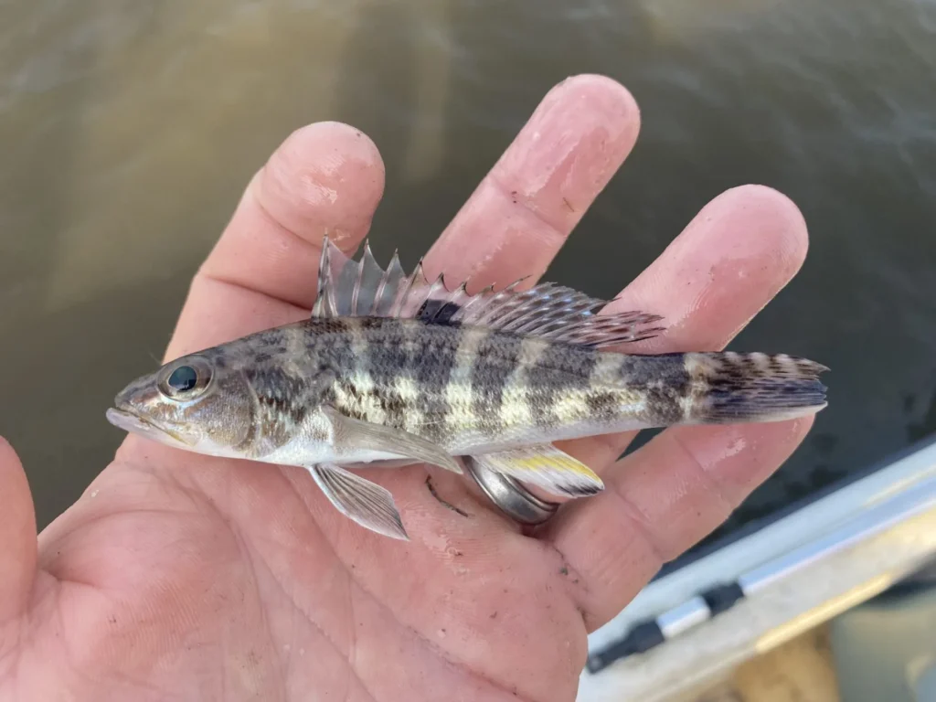 A juvenile rock sea bass lays in the hand of a researcher.