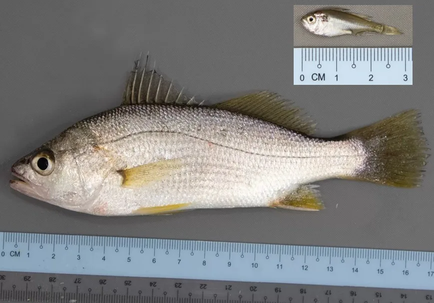A 17 cm silver perch laying on its side with a ruler under for measurement. In the upper right corner is an insert picture of a juvenile silver perch that is only 3 cm long for comparison